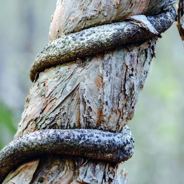 Academy of Autoimmun Fighters